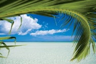 thumb_2021_tree.jpg