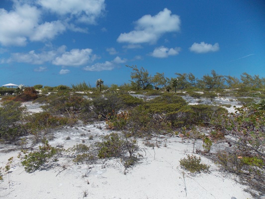 /listing-beautiful-beach-front-lot-12755.html from Coldwell Banker Bahamas Real Estate