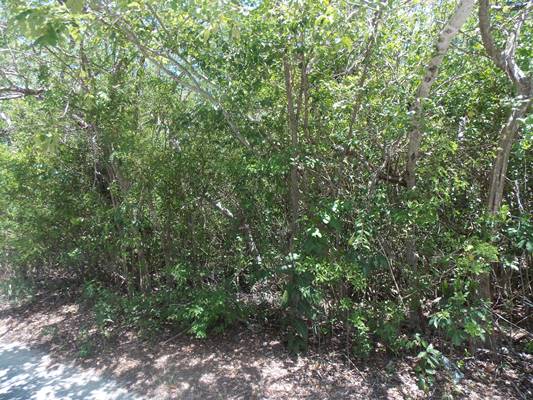 /listing-vacant-lot-13821.html from Coldwell Banker Bahamas Real Estate