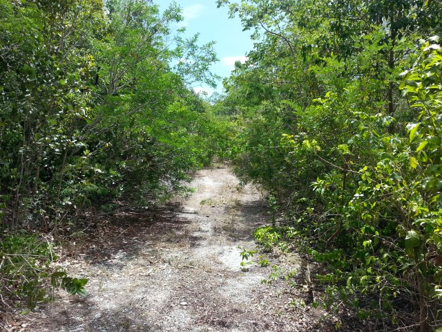 /listing-eleuthera-vacant-tract-for-sale-pending-16880.html from Coldwell Banker Bahamas Real Estate