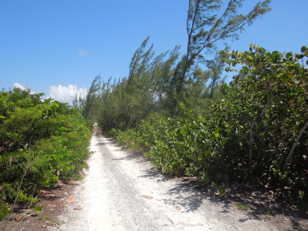 /listing-whale-point-lot-n-31820.html from Coldwell Banker Bahamas Real Estate