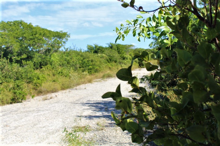 /listing-pending-half-acre-lot-morrisville-settlement-32135.html from Coldwell Banker Bahamas Real Estate