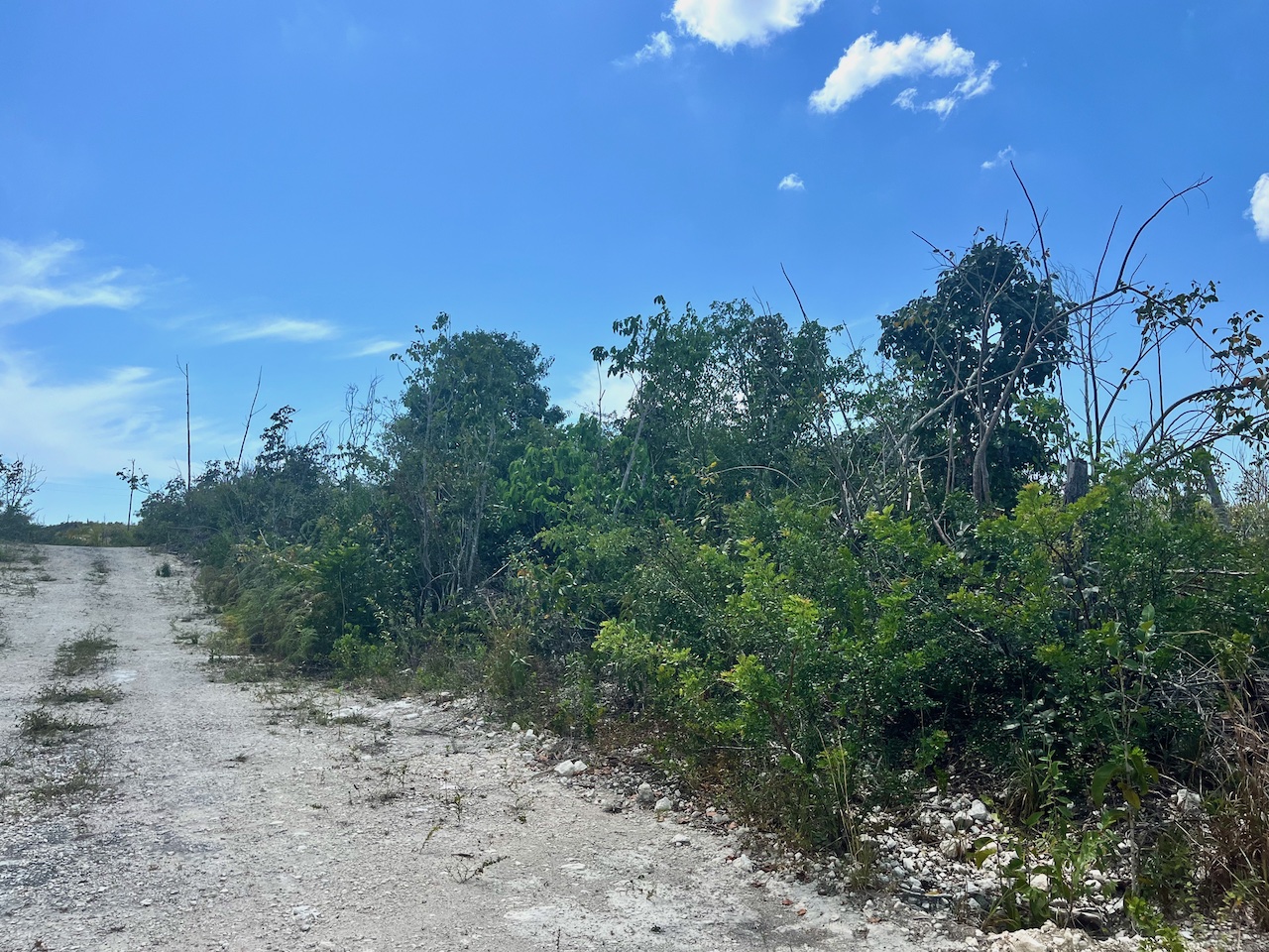 /listing-abaco-vacant-lot-for-sale-41446.html from Coldwell Banker Bahamas Real Estate