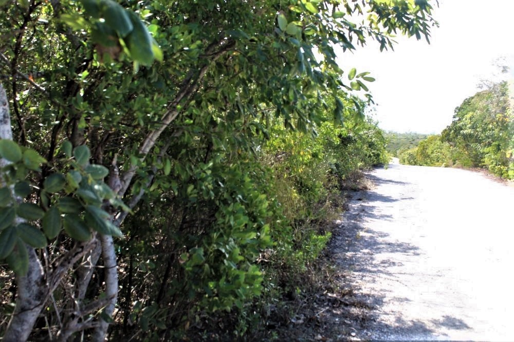 /listing-lot-in-stella-maris-42186.html from Coldwell Banker Bahamas Real Estate