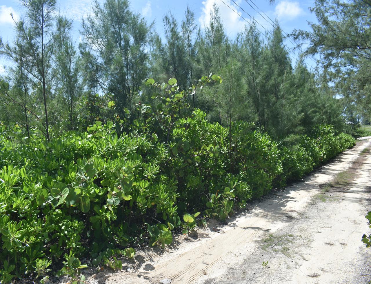/listing-pending-north-eleuthera-vacant-lot-42654.html from Coldwell Banker Bahamas Real Estate