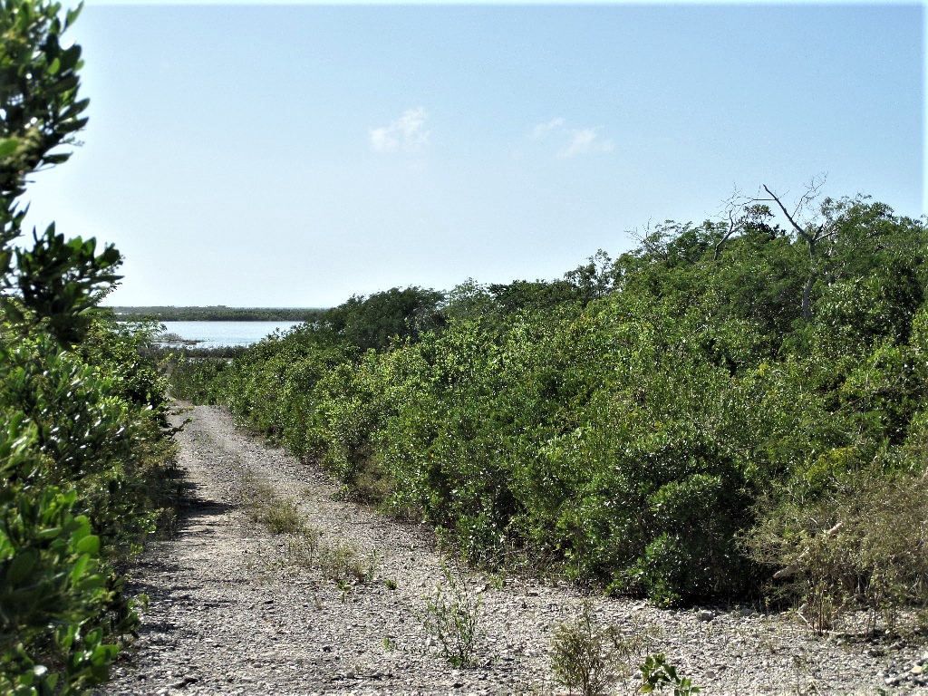 /listing-acreage-for-sale-in-miley-long-island-44682.html from Coldwell Banker Bahamas Real Estate