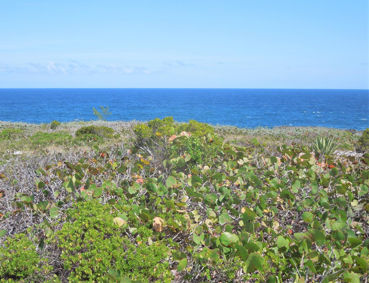/listing-eleuthera-ocean-view-lot-for-sale-45352.html from Coldwell Banker Bahamas Real Estate
