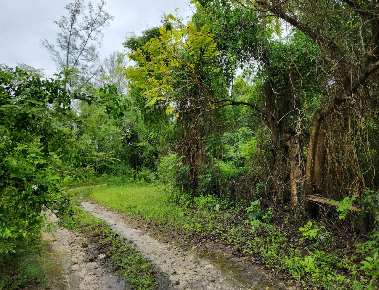 /listing-eleuthera-acreage-for-sale-47006.html from Coldwell Banker Bahamas Real Estate