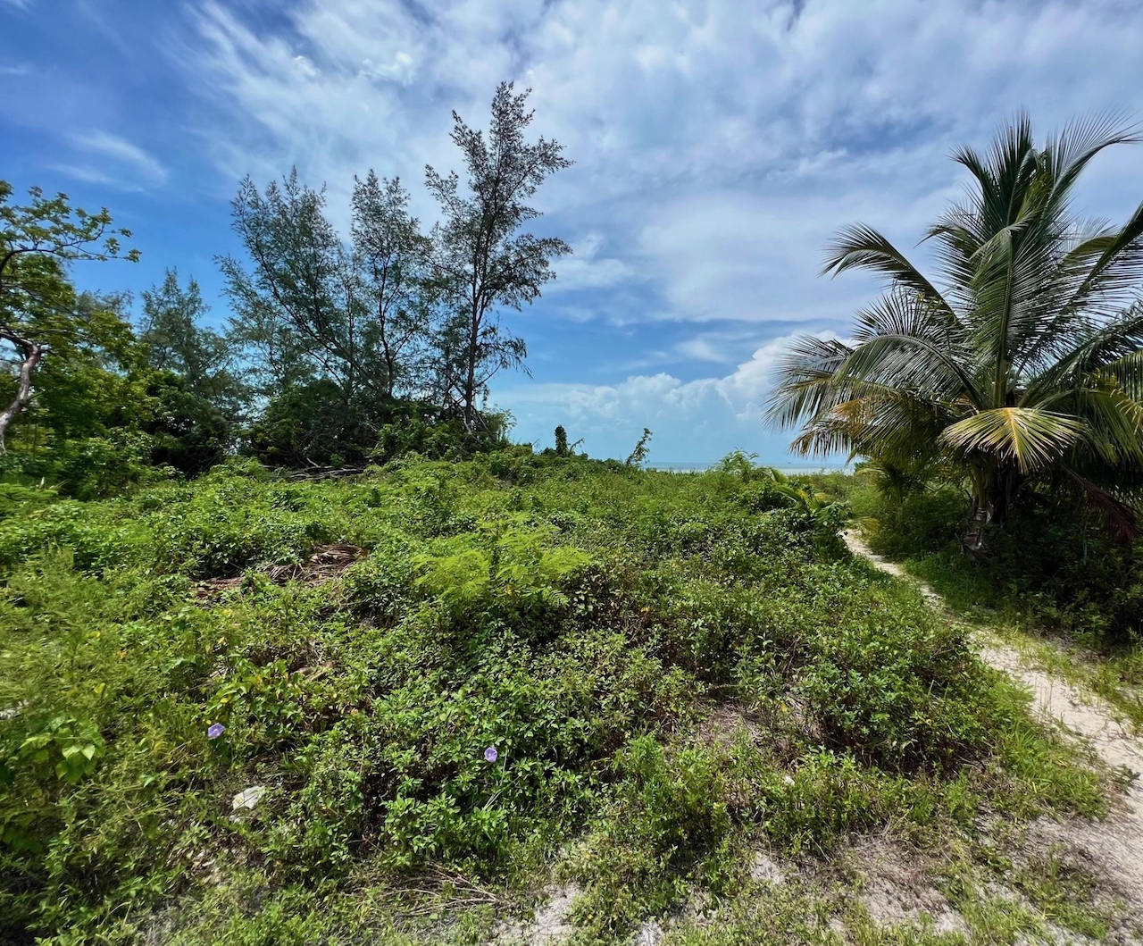 /listing-south-bimini-beachfront-lot-for-sale-47673.html from Coldwell Banker Bahamas Real Estate