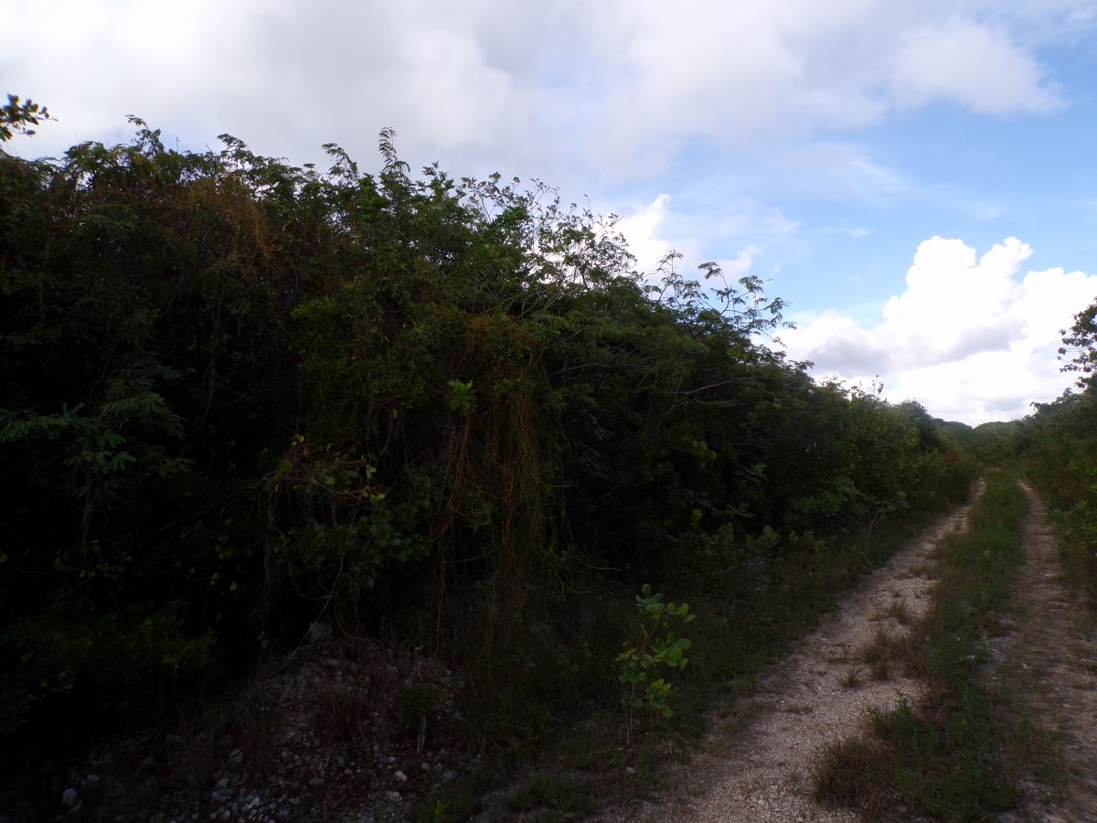 /listing-long-island-vacant-lot-for-sale-52977.html from Coldwell Banker Bahamas Real Estate