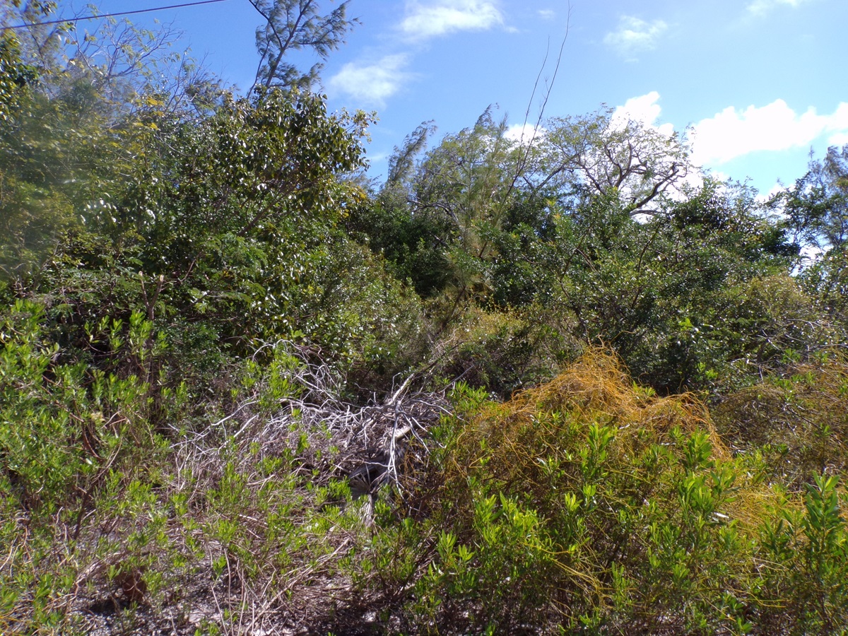 /listing-lot-in-stella-maris-56843.html from Coldwell Banker Bahamas Real Estate