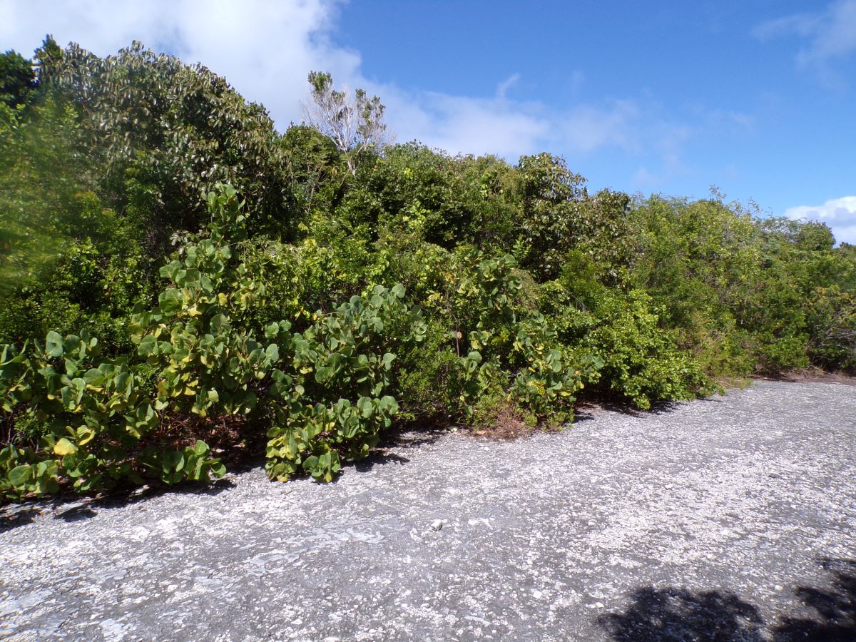 /listing-long-island-elevated-lot-57293.html from Coldwell Banker Bahamas Real Estate
