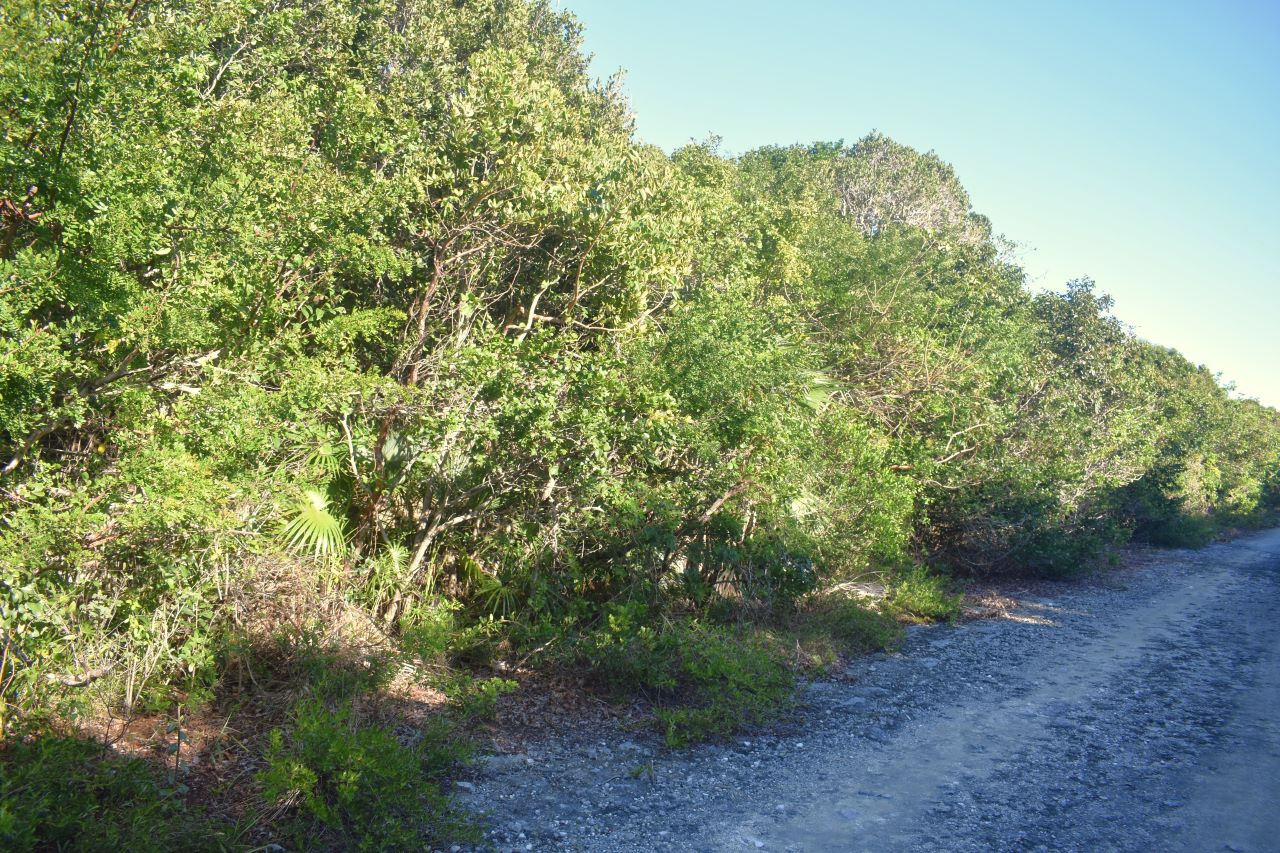 /listing-pending-north-eleuthera-lot-for-sale-60496.html from Coldwell Banker Bahamas Real Estate