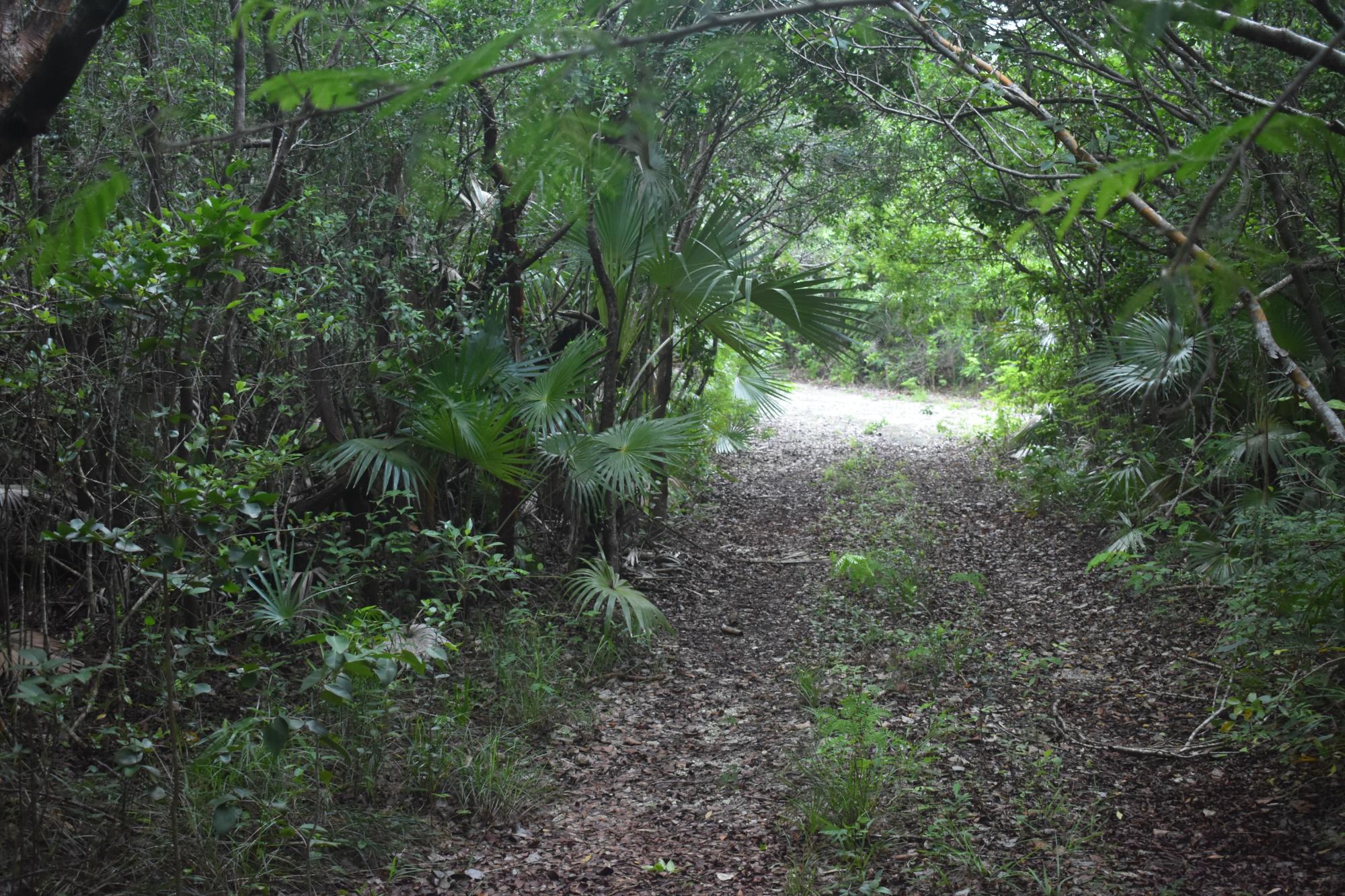 /listing-eleuthera-lot-for-sale-81069.html from Coldwell Banker Bahamas Real Estate