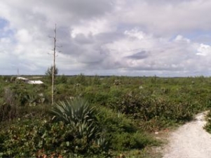 /listing-whale-point-lot-848.html from Coldwell Banker Bahamas Real Estate