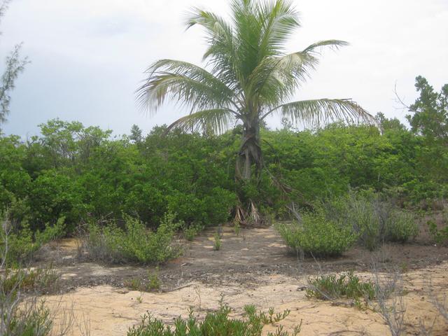 /listing-lots-acreage-in-mckanns-40235.html from Coldwell Banker Bahamas Real Estate