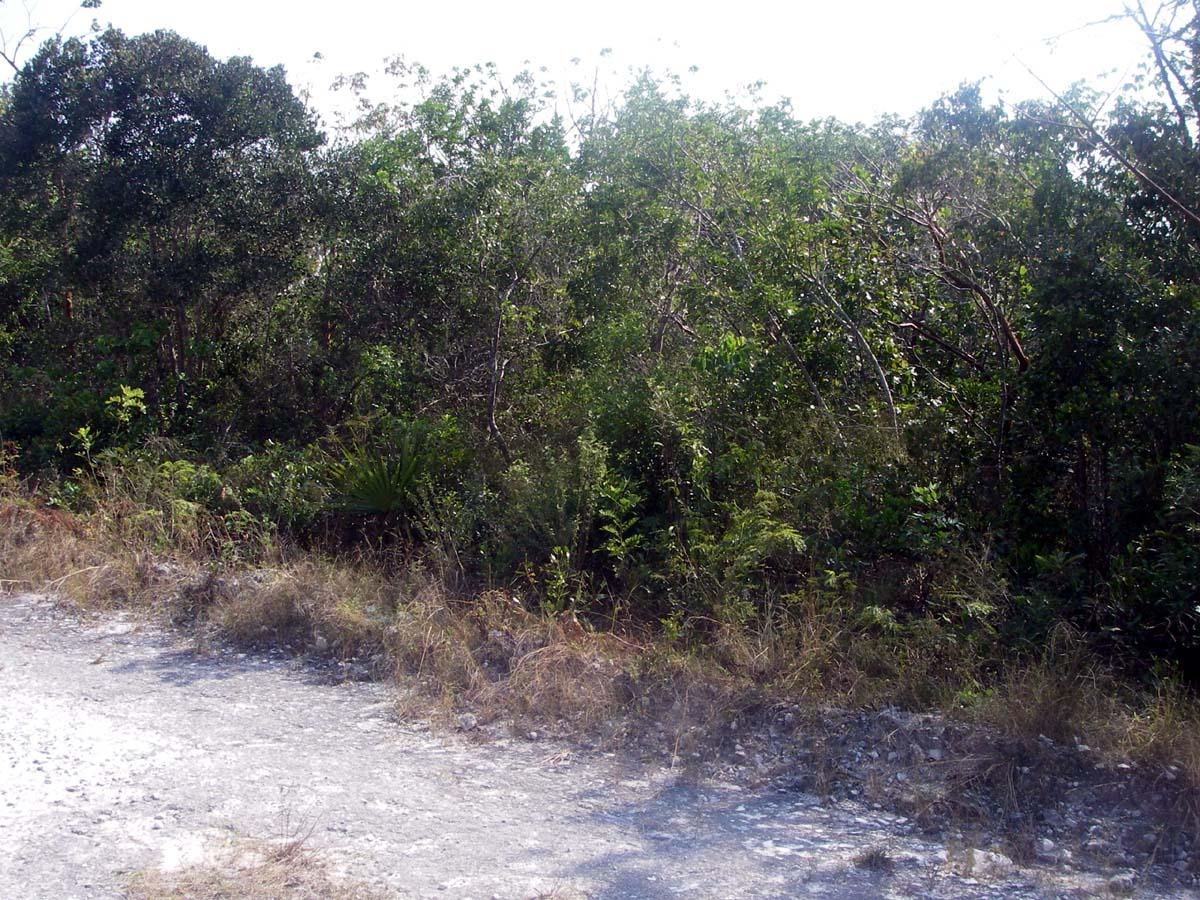 /listing-lots-acreage-in-bahama-sound-41300.html from Coldwell Banker Bahamas Real Estate