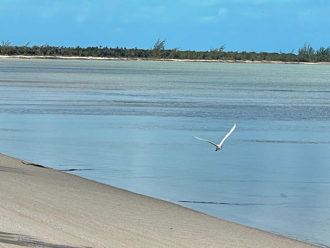 /listing-lots-acreage-in-wemyss-whymms-73171.html from Coldwell Banker Bahamas Real Estate