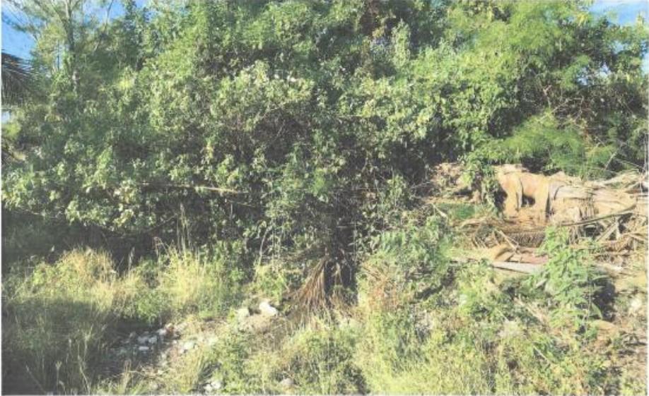 /listing-lots-acreage-in-congo-town-46801.html from Coldwell Banker Bahamas Real Estate