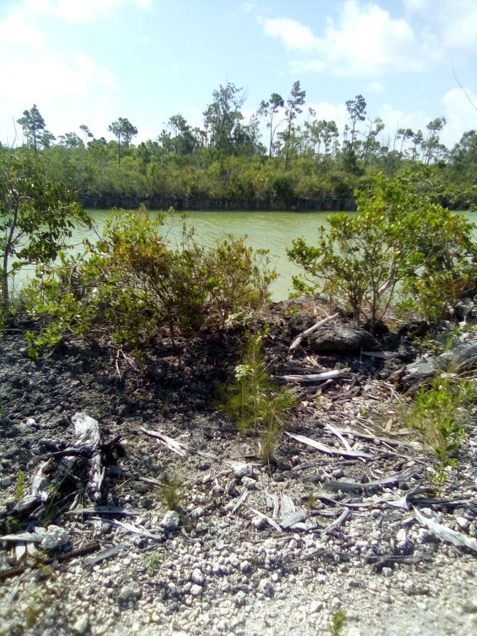 /listing-lots-acreage-in-fresh-creek-45938.html from Coldwell Banker Bahamas Real Estate