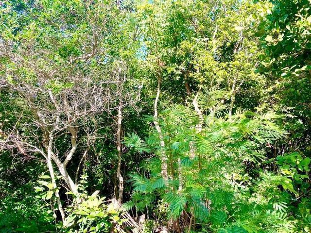 /listing-lots-acreage-in-gregory-town-59624.html from Coldwell Banker Bahamas Real Estate