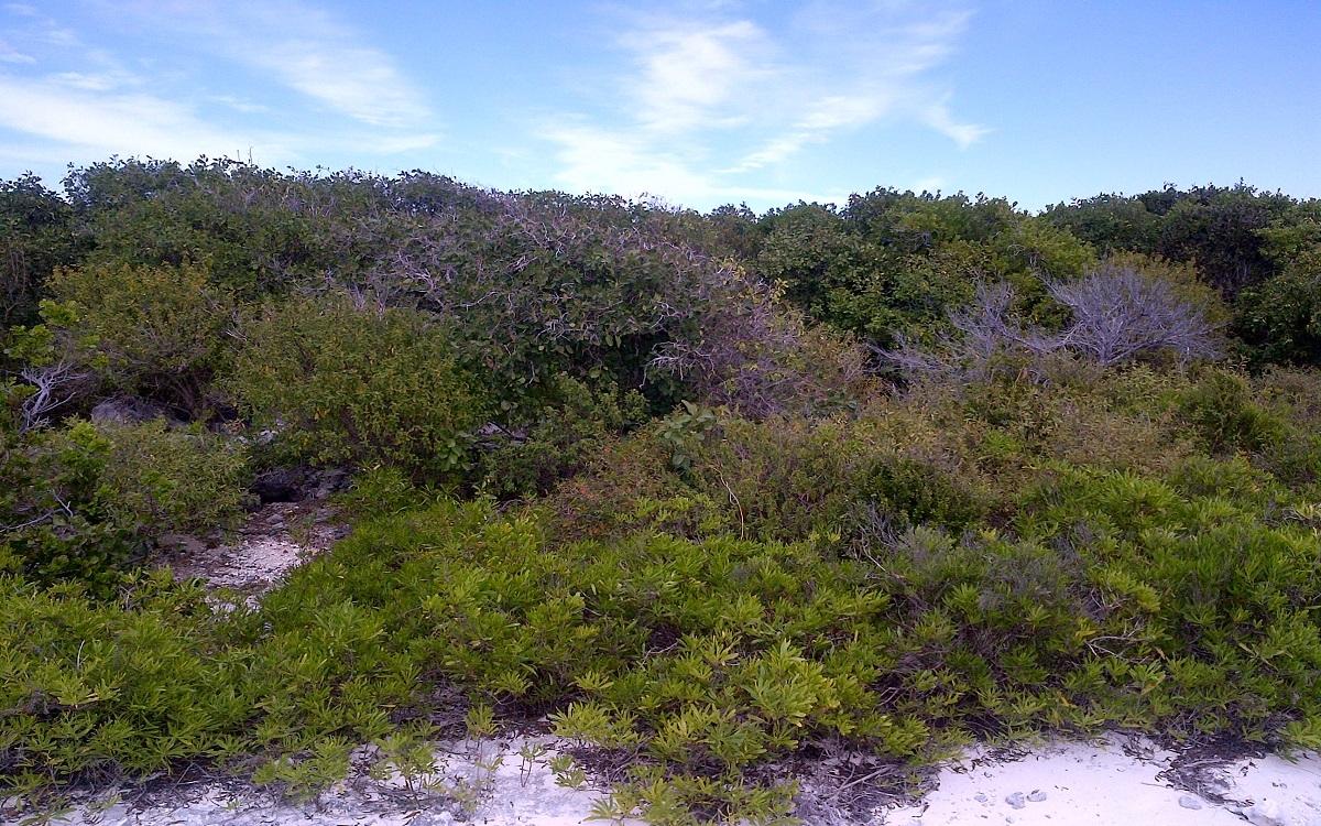 /listing-lots-acreage-in-columbus-landings-72257.html from Coldwell Banker Bahamas Real Estate