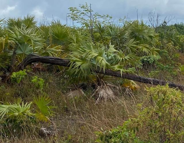 /listing-lots-acreage-in-other-grand-bahama-freeport-74229.html from Coldwell Banker Bahamas Real Estate