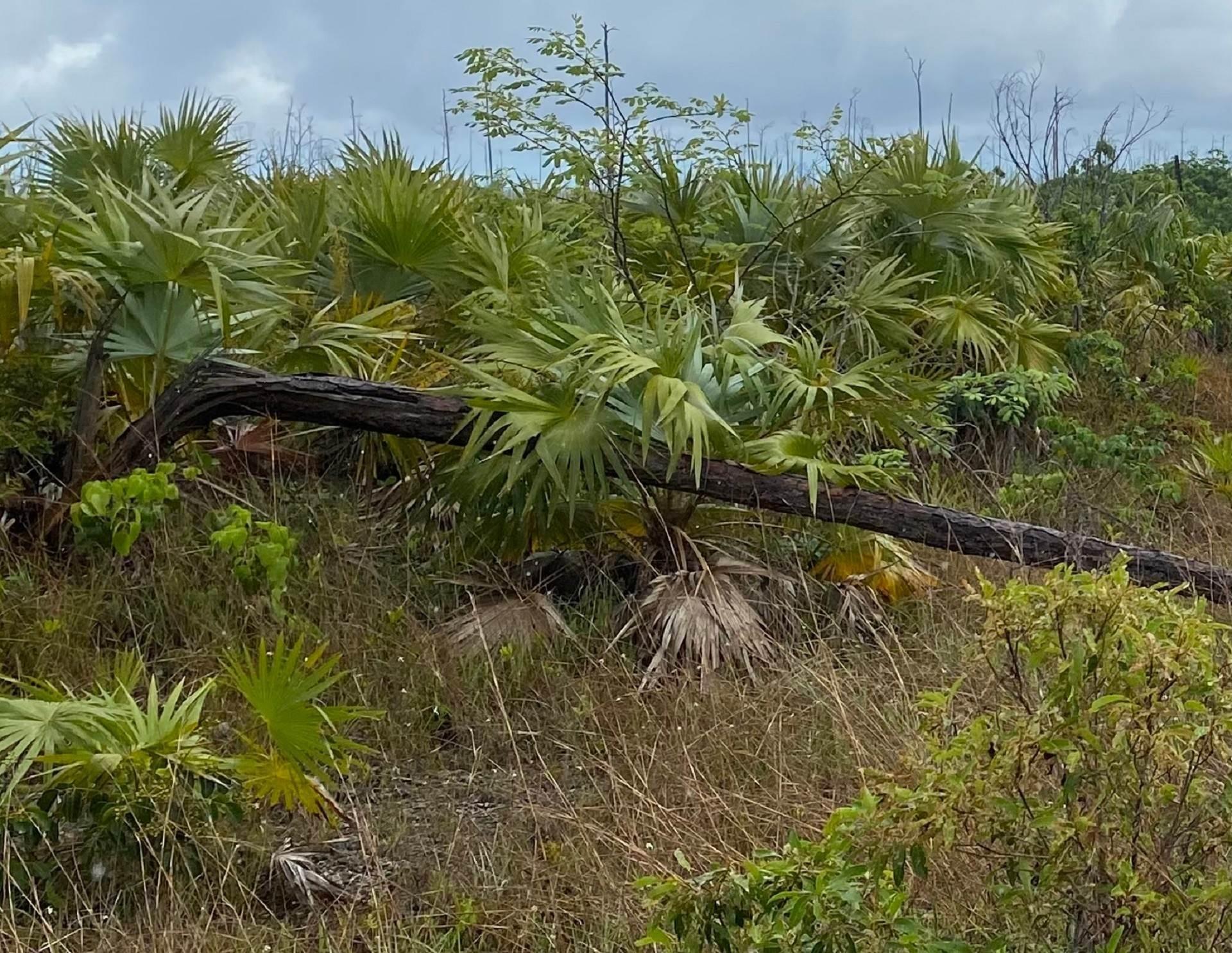 /listing-lots-acreage-in-lucaya-74115.html from Coldwell Banker Bahamas Real Estate