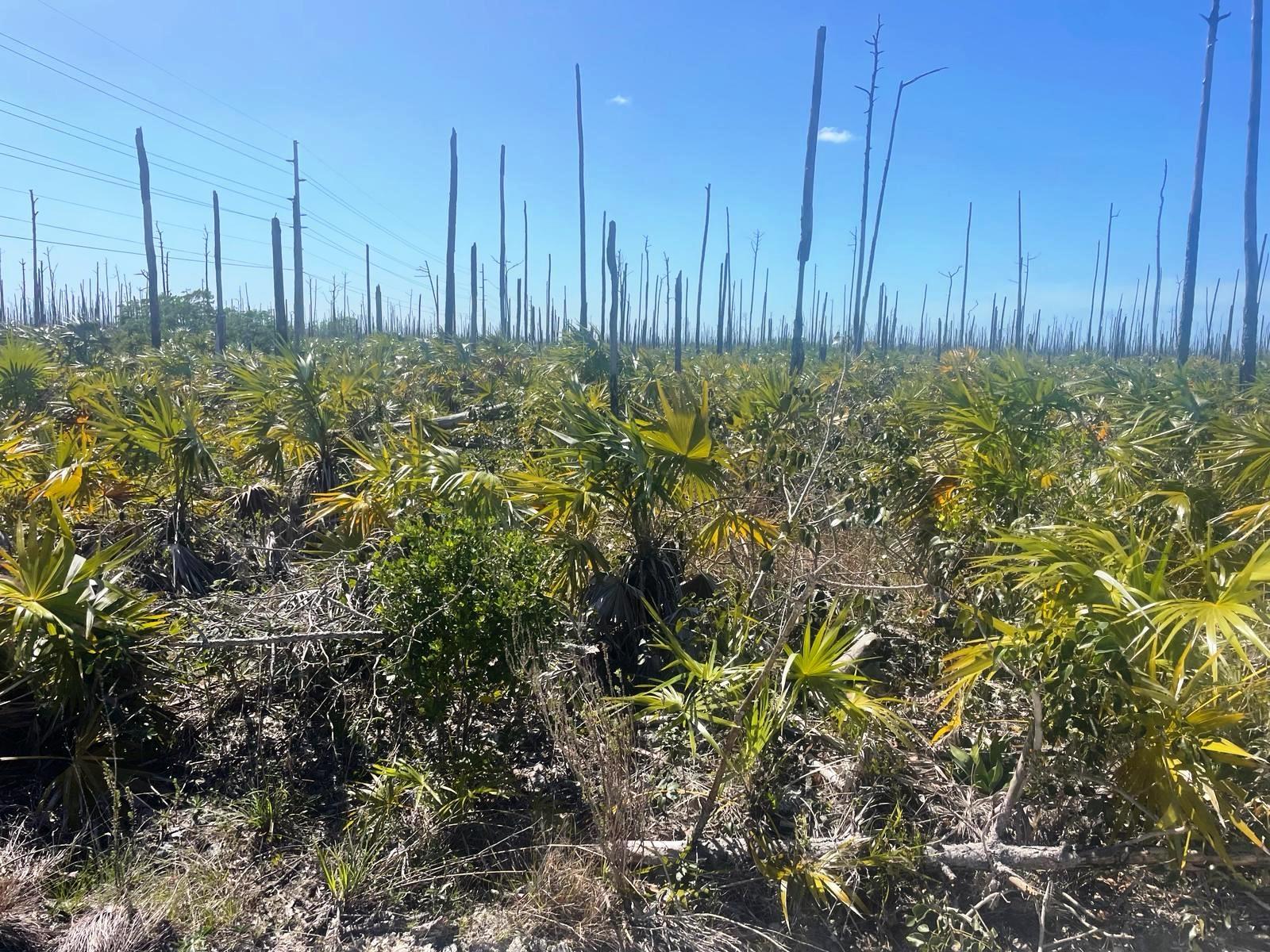 /listing-lots-acreage-in-lucaya-74818.html from Coldwell Banker Bahamas Real Estate