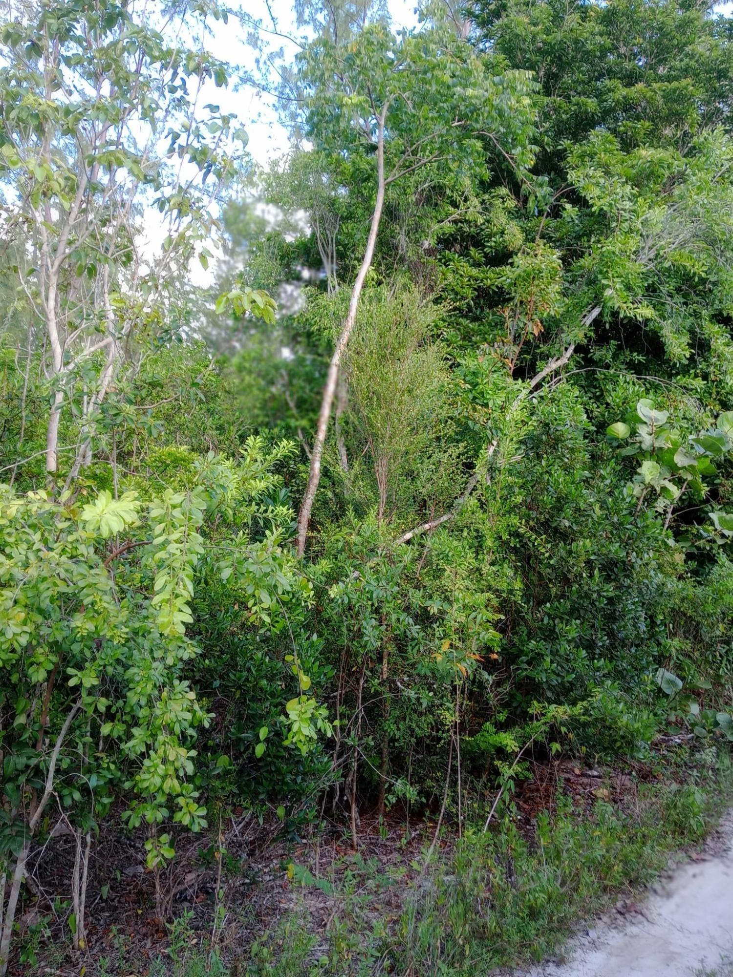 /listing-lots-acreage-in-fresh-creek-75534.html from Coldwell Banker Bahamas Real Estate