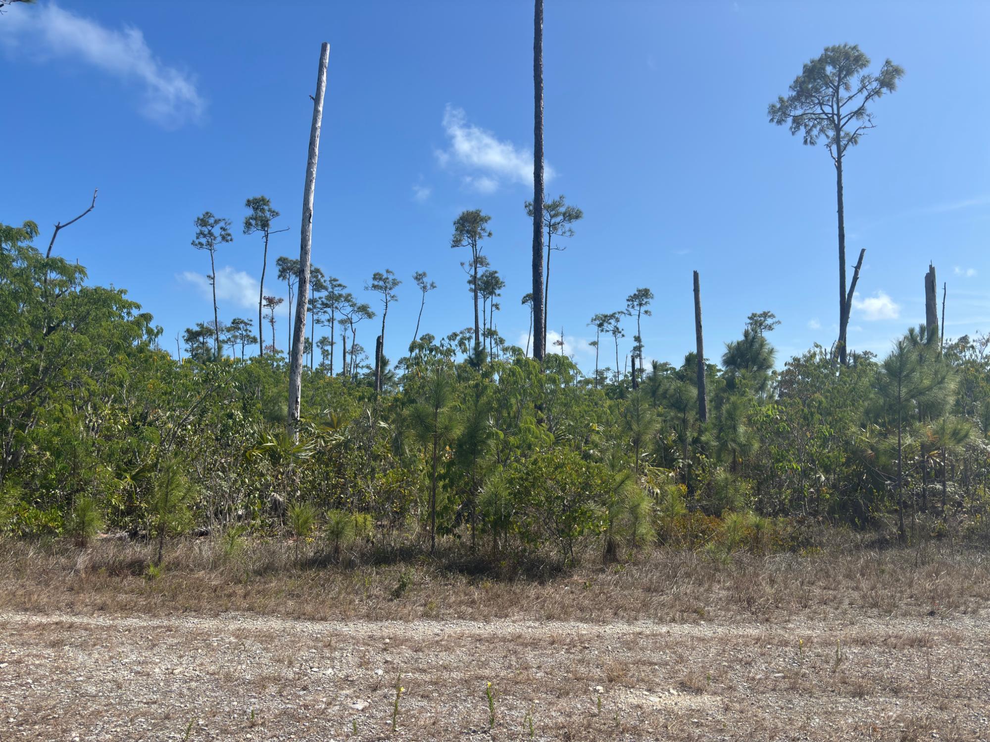 /listing-lots-acreage-in-chesapeake-75977.html from Coldwell Banker Bahamas Real Estate