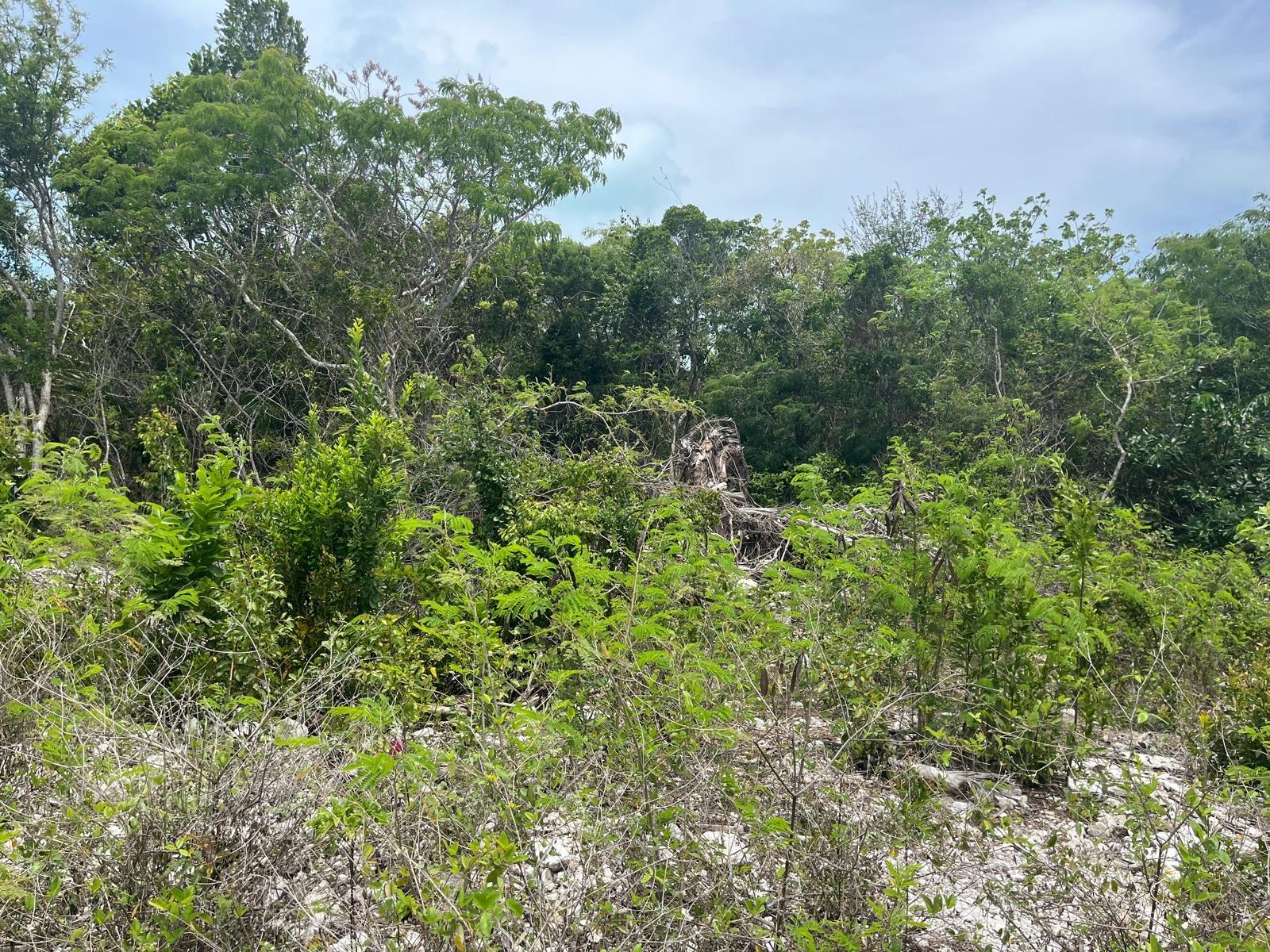 /listing-lots-acreage-in-simms-76588.html from Coldwell Banker Bahamas Real Estate