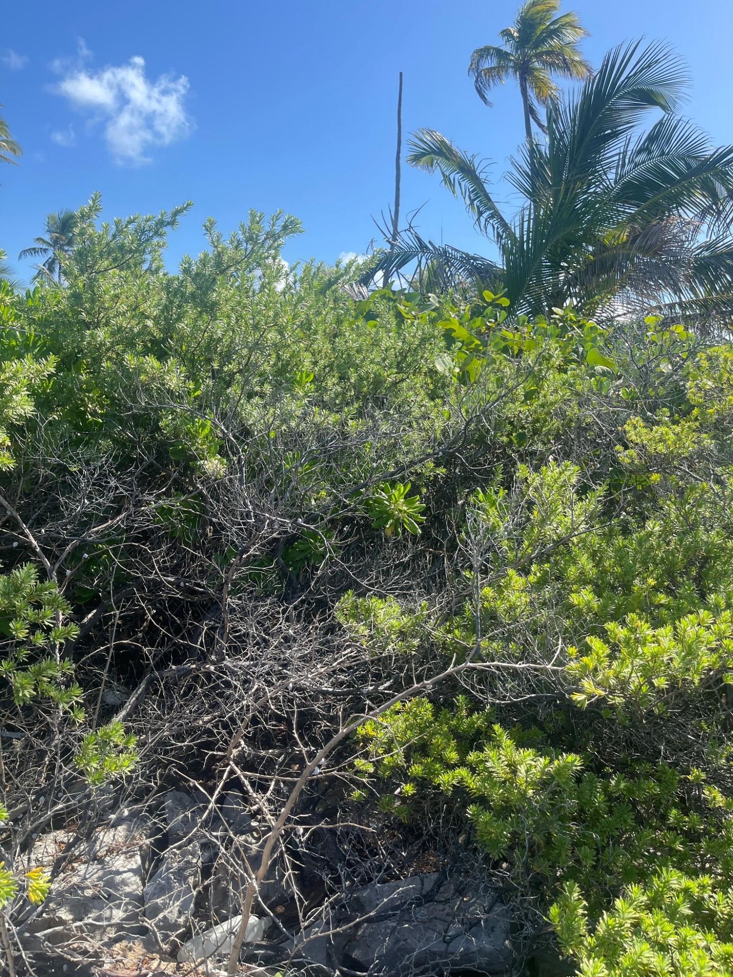 /listing-lots-acreage-in-other-andros-77162.html from Coldwell Banker Bahamas Real Estate