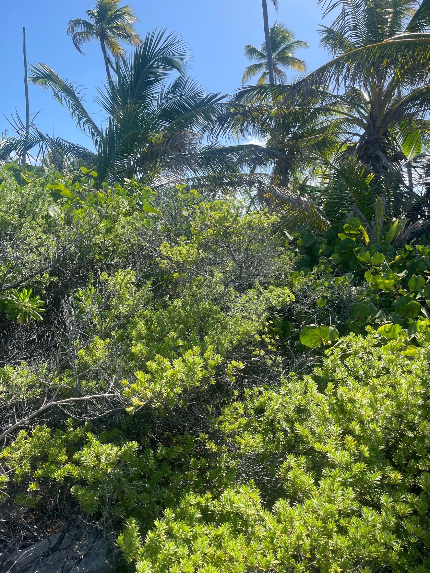 /listing-lots-acreage-in-other-andros-77161.html from Coldwell Banker Bahamas Real Estate