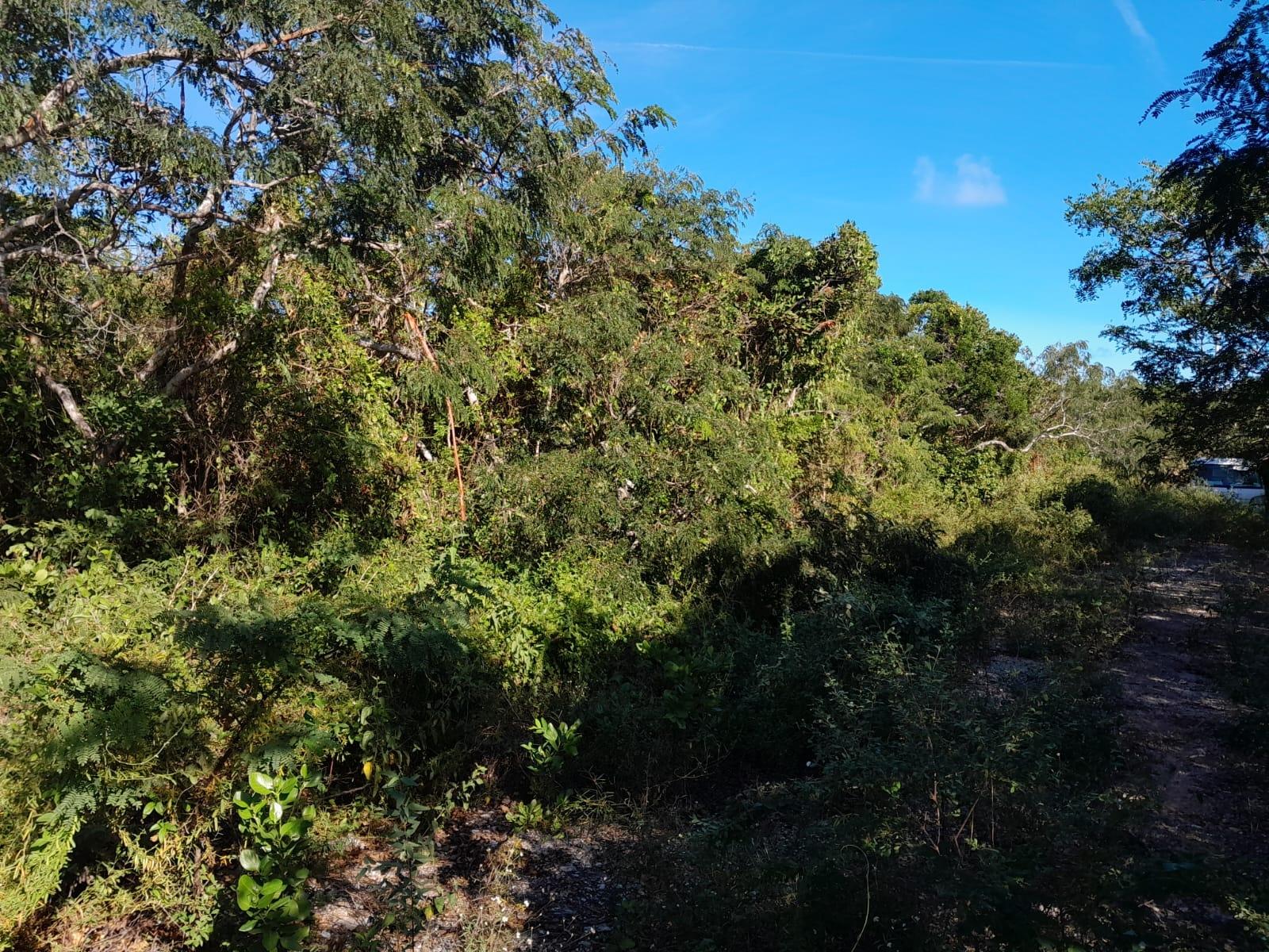 /listing-lots-acreage-in-little-exuma-78471.html from Coldwell Banker Bahamas Real Estate