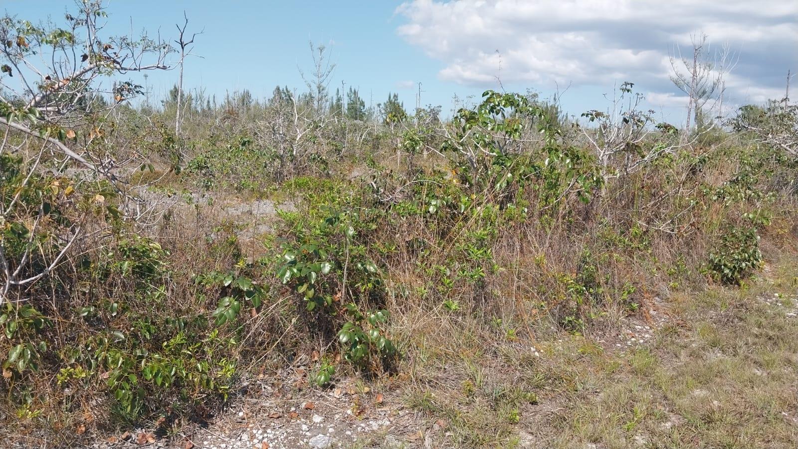 /listing-lots-acreage-in-derby-80306.html from Coldwell Banker Bahamas Real Estate