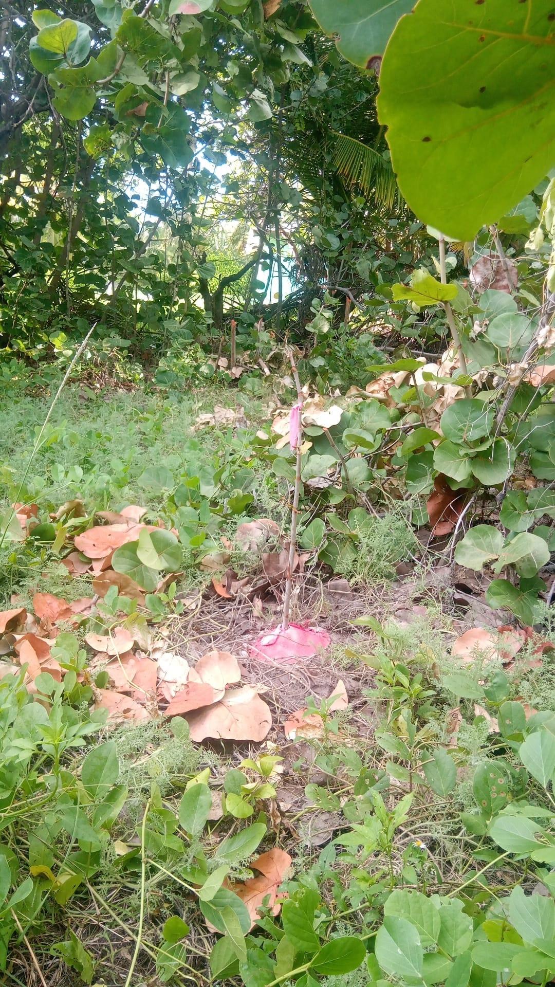 /listing-lots-acreage-in-other-andros-80876.html from Coldwell Banker Bahamas Real Estate