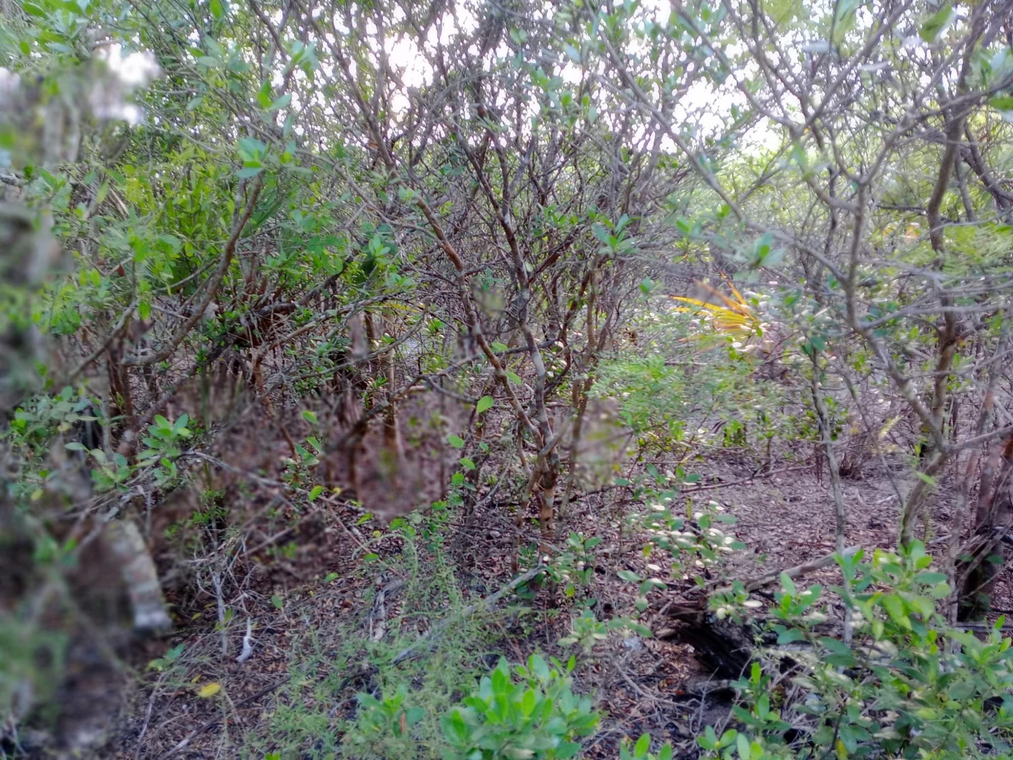 /listing-lots-acreage-in-fresh-creek-81310.html from Coldwell Banker Bahamas Real Estate