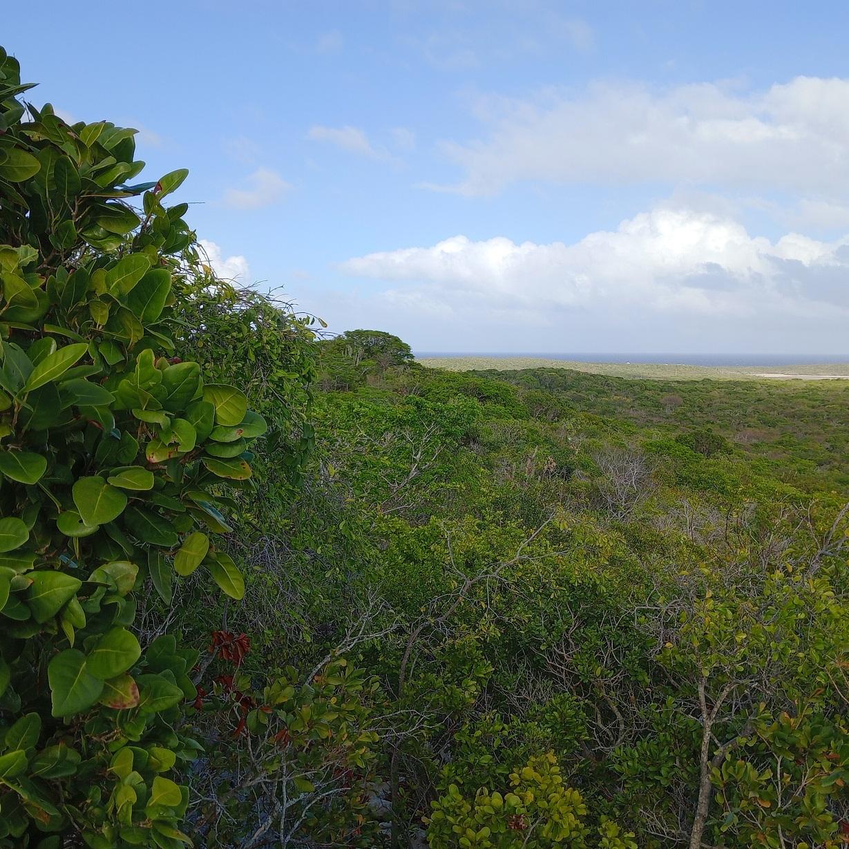 /listing-lots-acreage-in-salt-pond-82141.html from Coldwell Banker Bahamas Real Estate